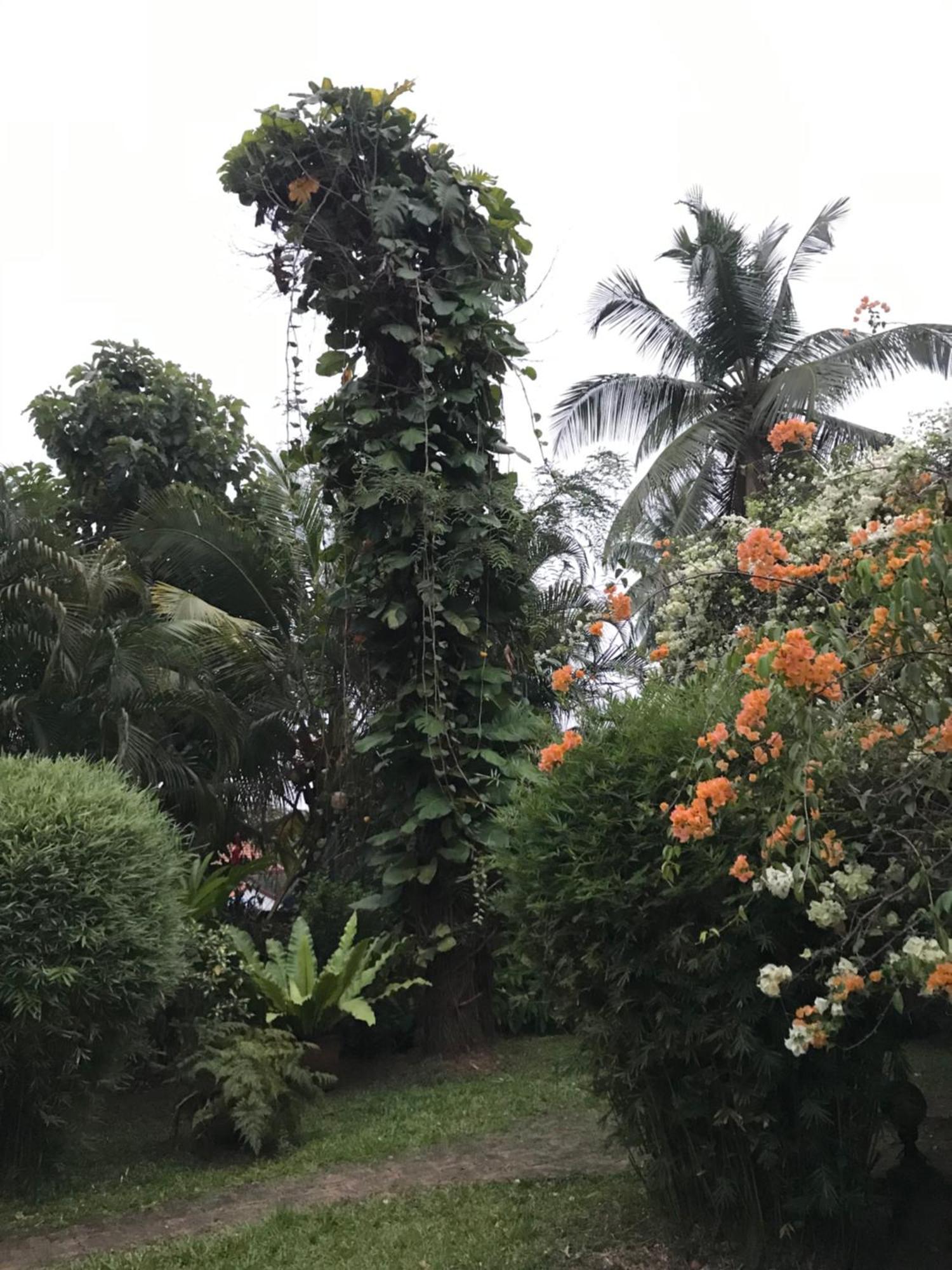 Tangalle Green House Dış mekan fotoğraf